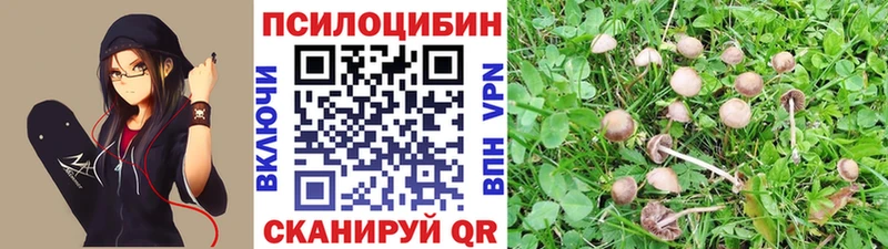 как найти   блэк спрут ссылки  Галлюциногенные грибы Psilocybine cubensis  Сланцы 